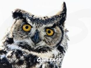 Owlface